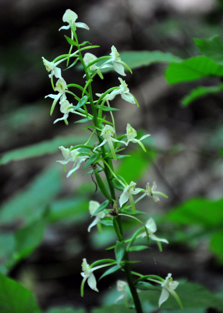 Изображение особи Platanthera chlorantha.