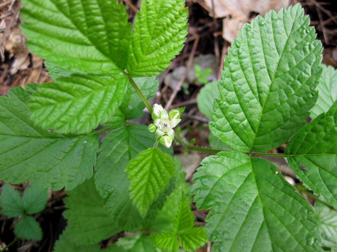 Изображение особи Rubus saxatilis.