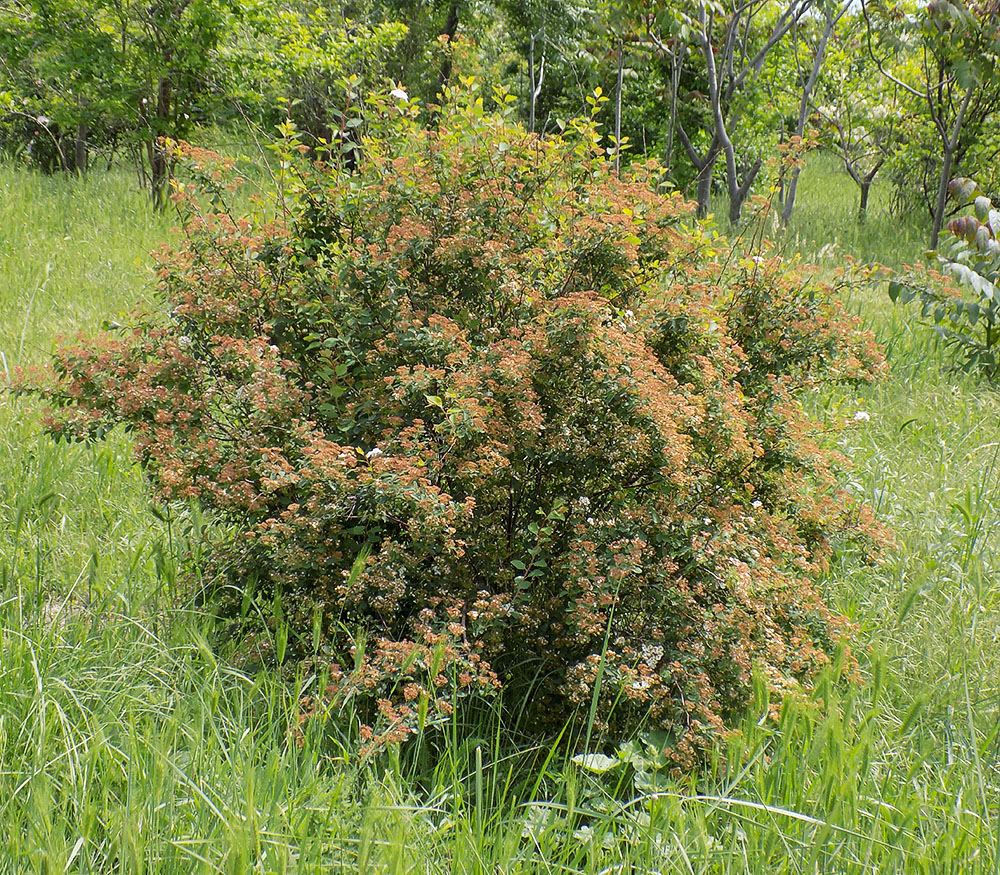 Image of Spiraea × vanhouttei specimen.