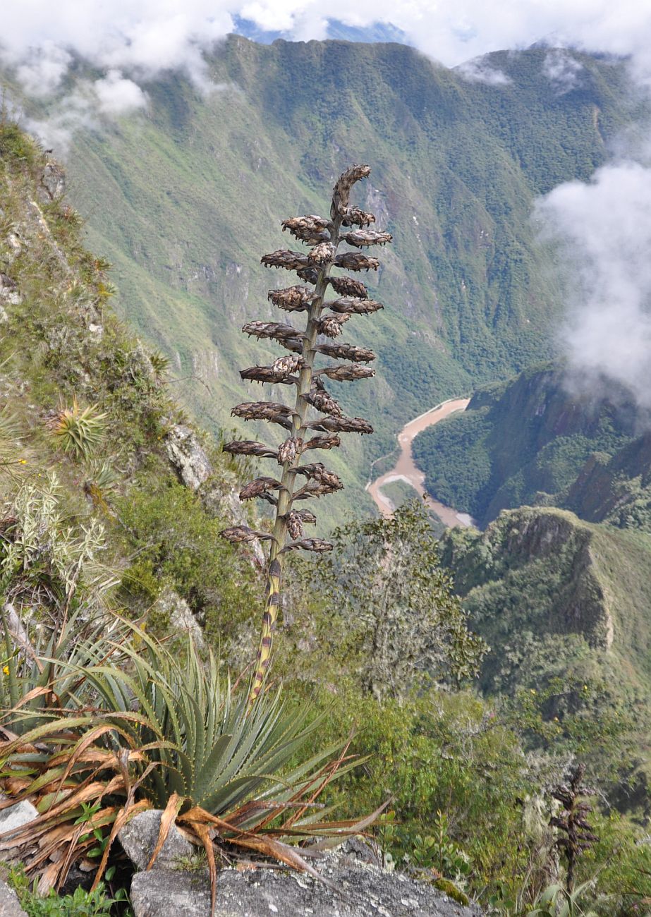 Image of genus Puya specimen.