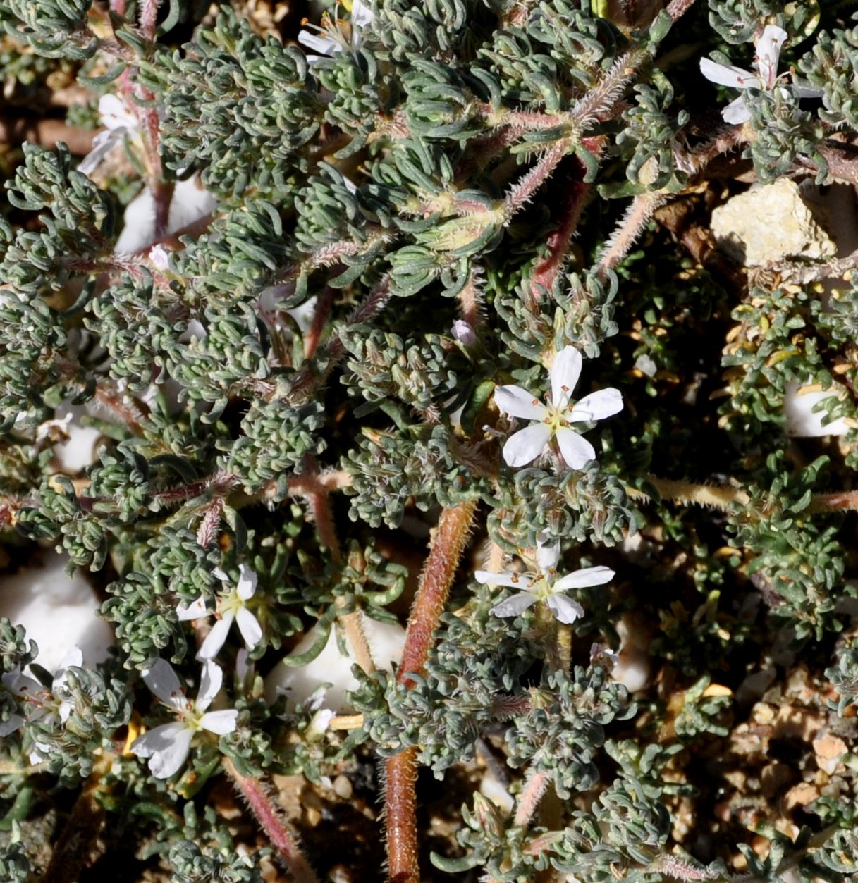 Image of Frankenia hirsuta specimen.