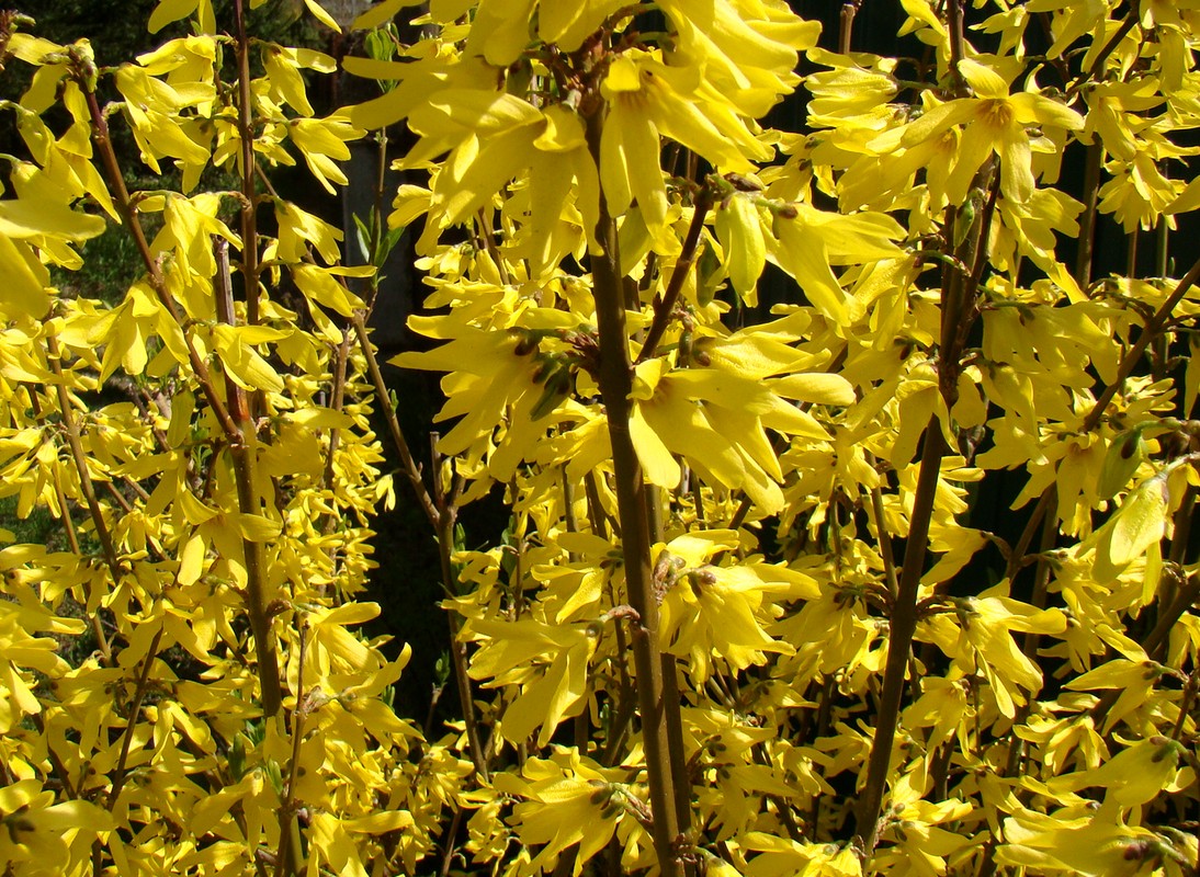 Image of Forsythia × intermedia specimen.