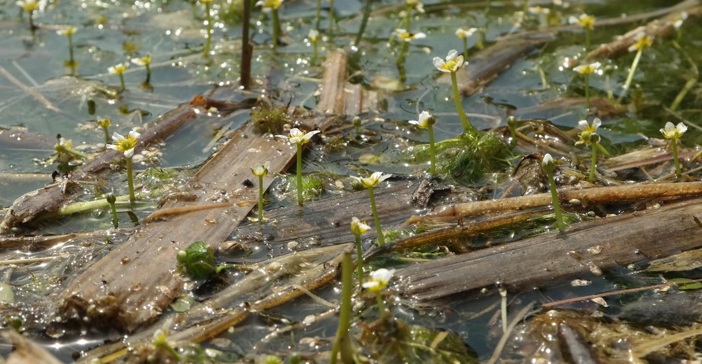 Изображение особи Ranunculus rionii.