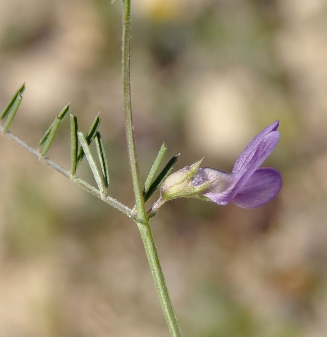 Image of Vicia peregrina specimen.