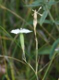 Dianthus ramosissimus