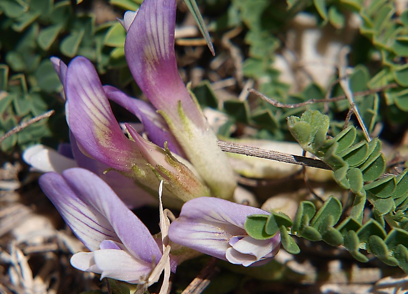 Image of Astragalus buschiorum specimen.