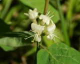 Lonicera xylosteum. Соцветие. Подмосковье, окр. г. Одинцово, смешанный лес. Май 2018 г.