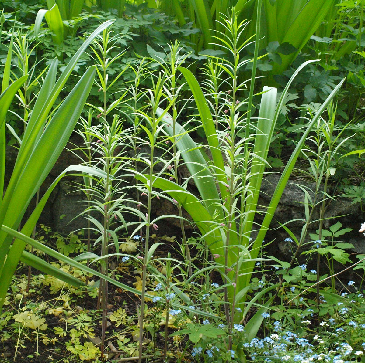 Изображение особи Polygonatum roseum.