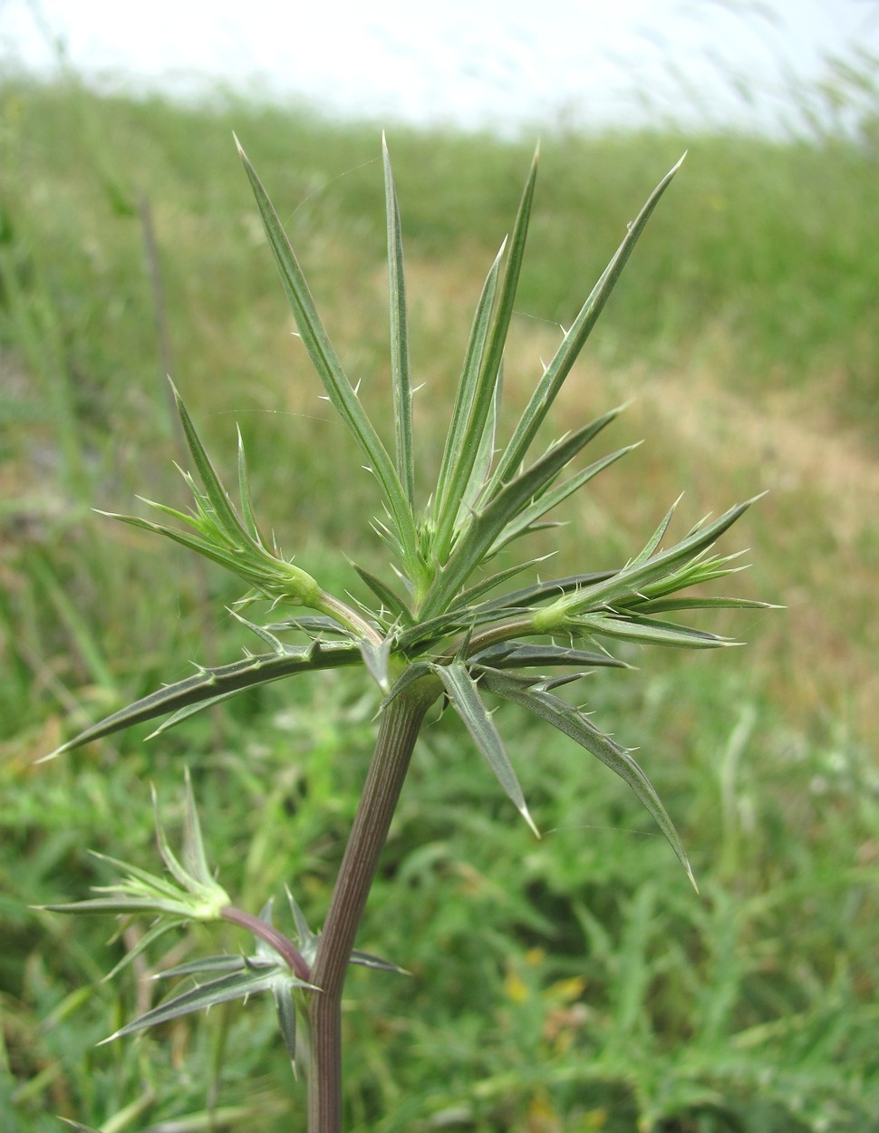 Image of Eryngium caeruleum specimen.