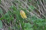 Fritillaria ophioglossifolia. Цветущее растение. Грузия, Казбегский муниципалитет, окраина с. Степанцминда, зап. склон горы Куро, травянистый склон. 21.05.2018.