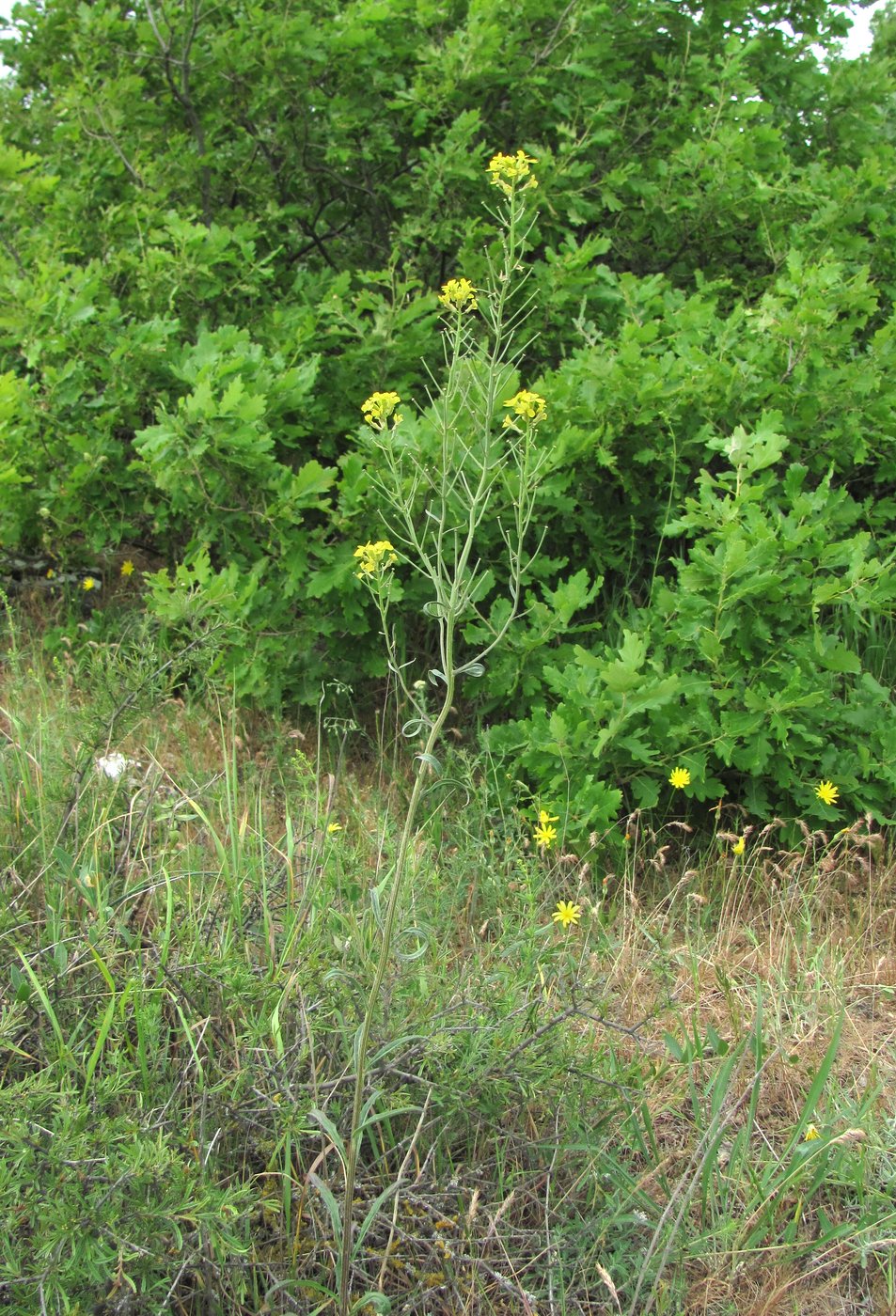 Изображение особи Erysimum collinum.