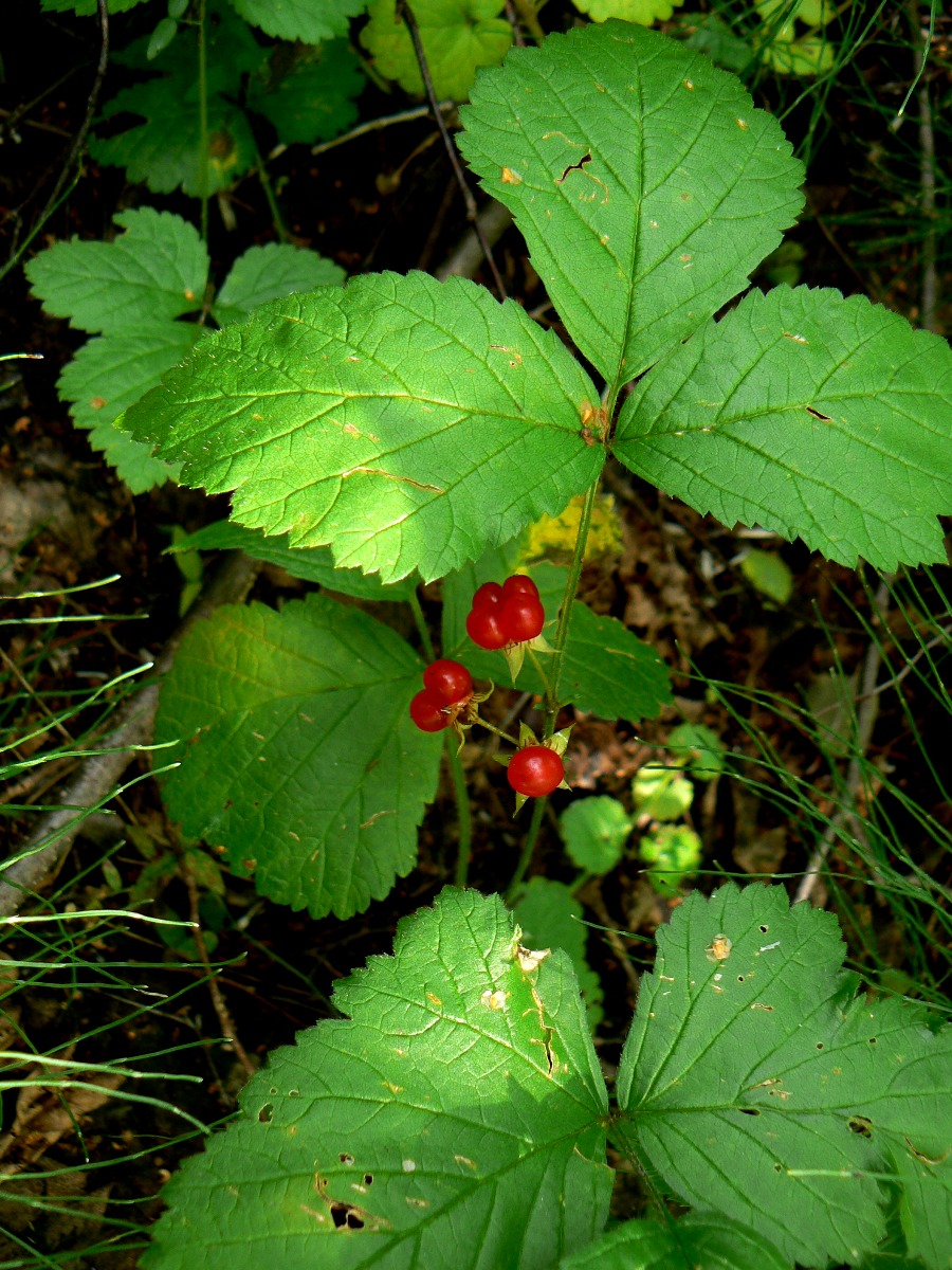 Image of Rubus saxatilis specimen.