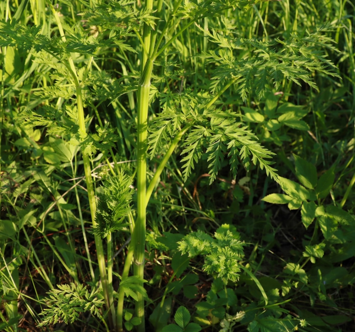 Изображение особи Anthriscus sylvestris.