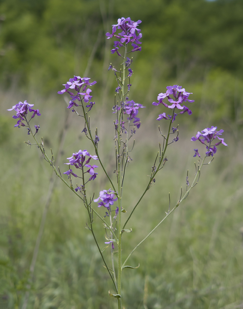 Image of Hesperis pycnotricha specimen.