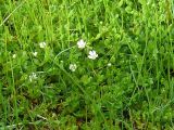 Stellaria humifusa