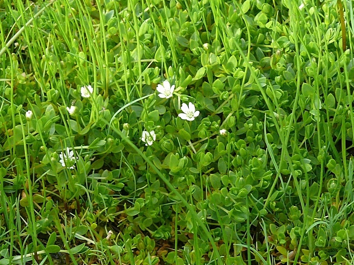 Image of Stellaria humifusa specimen.