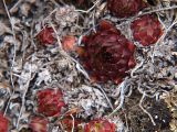 Sempervivum caucasicum. Растения на обрыве горного склона. Северная Осетия, Алагирское ущелье, окр. пос. Нар, склоны Бокового хребта, 1730 м н.у.м. 07.05.2010.