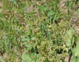 Rumex tuberosus ssp. horizontalis