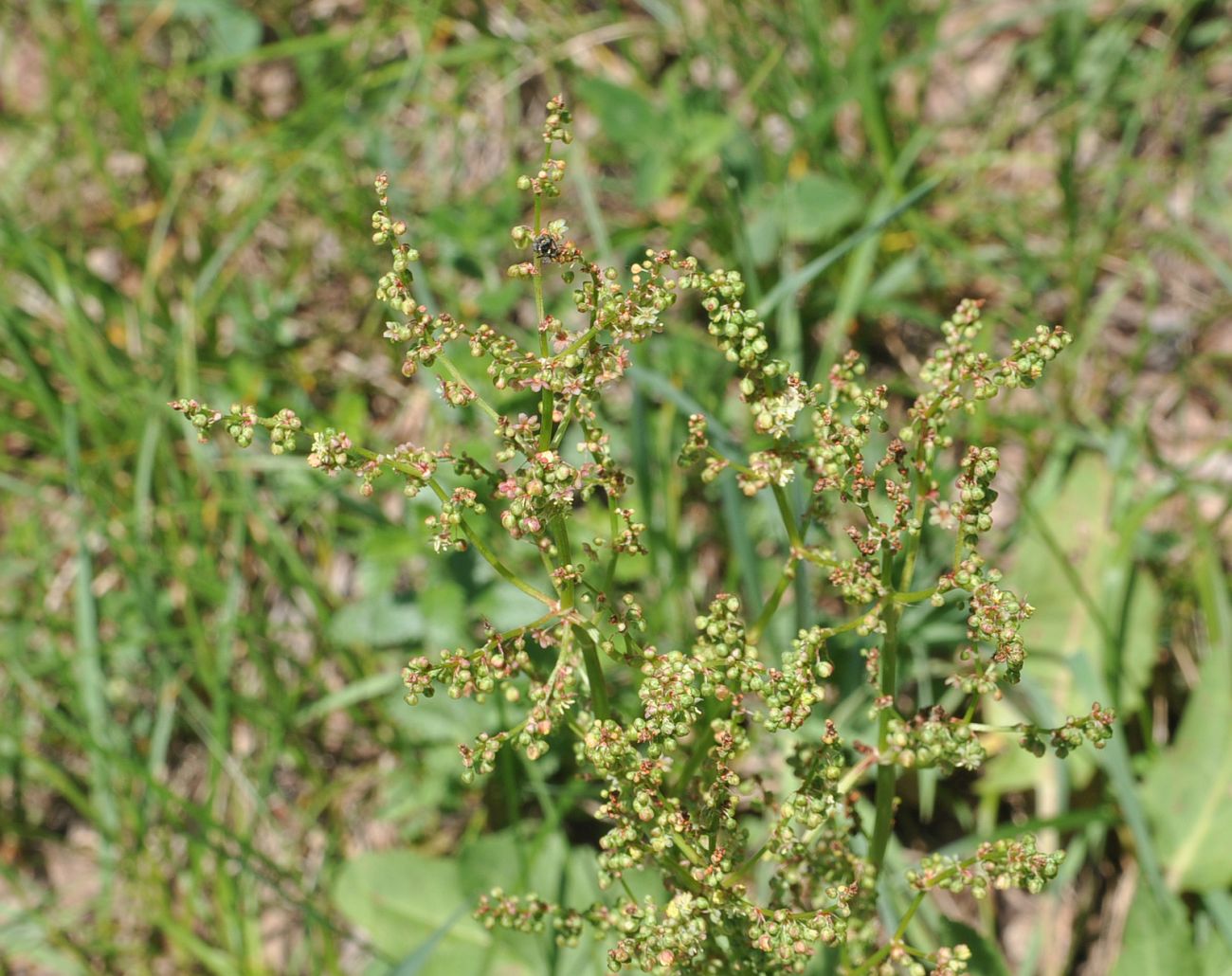 Изображение особи Rumex tuberosus ssp. horizontalis.