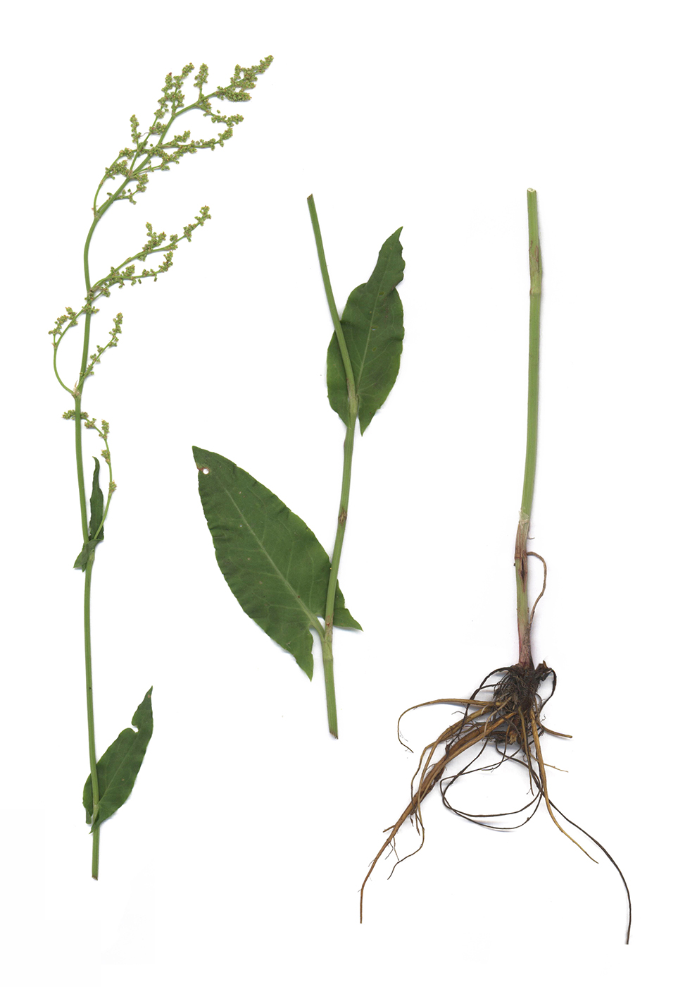 Image of Rumex acetosa specimen.