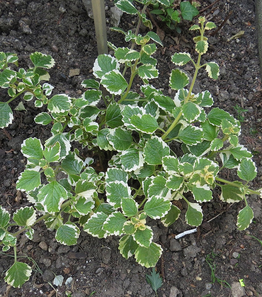 Image of Coleus paniculatus specimen.