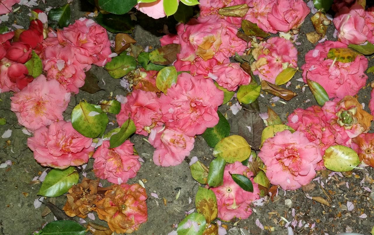 Image of Camellia japonica specimen.