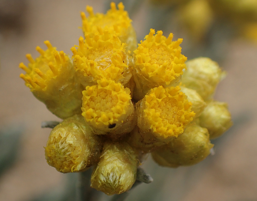 Image of Helichrysum stoechas ssp. barrelieri specimen.