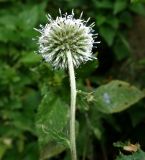 Echinops sphaerocephalus. Верхушка цветущего растения. Карачаево-Черкесия, Малокарачаевский р-н, Аликоновское ущелье. 10.09.2018.