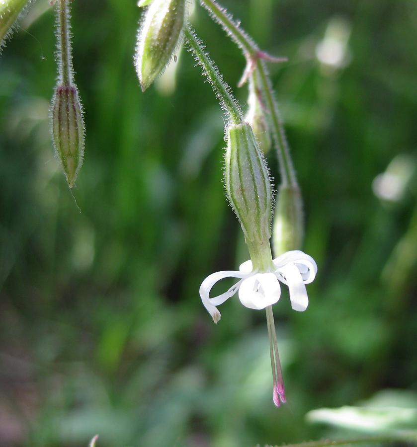 Изображение особи Silene nutans.