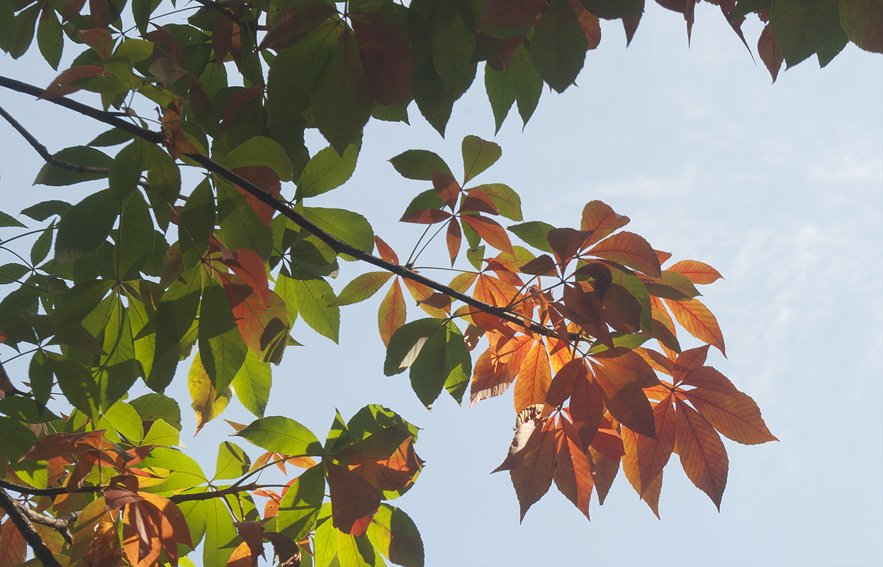 Изображение особи Aesculus glabra.