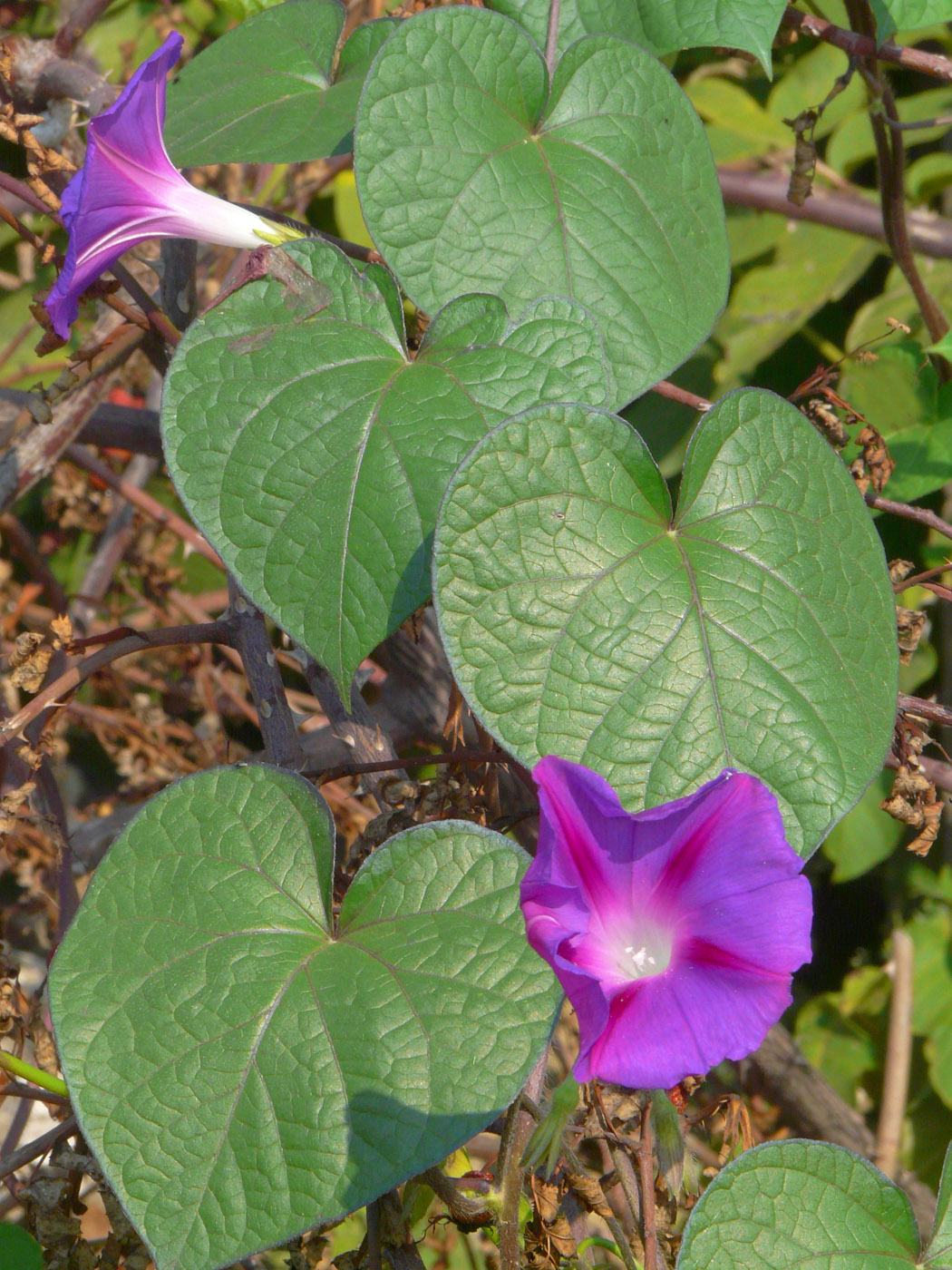 Image of Ipomoea purpurea specimen.