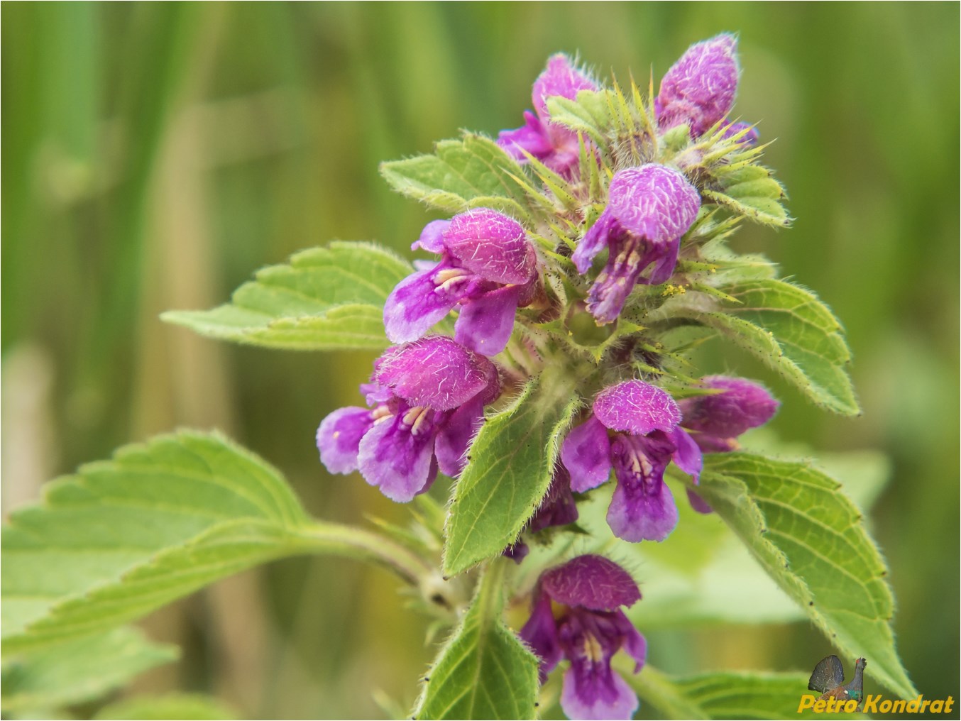 Изображение особи Galeopsis pubescens.