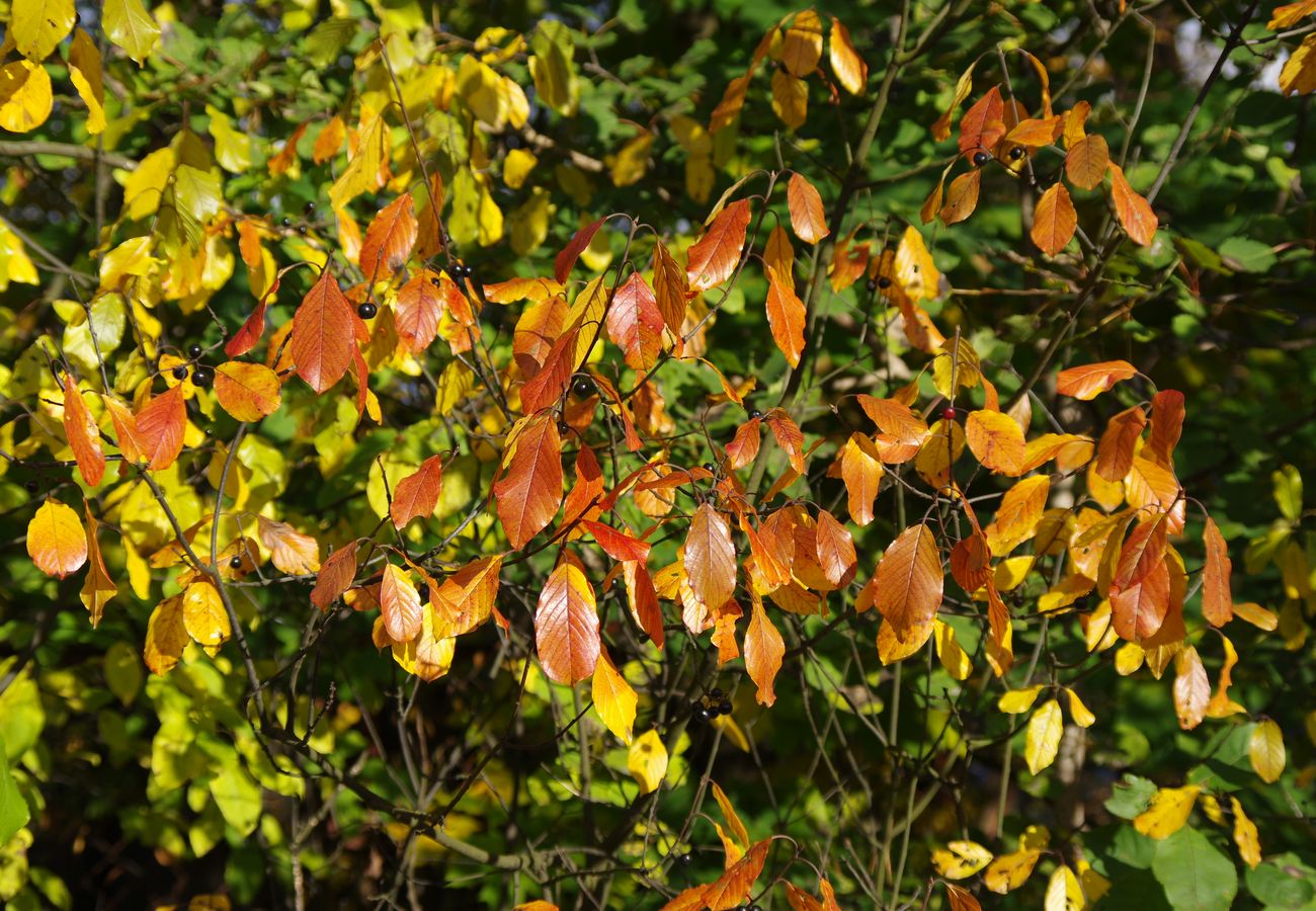 Изображение особи Frangula alnus.