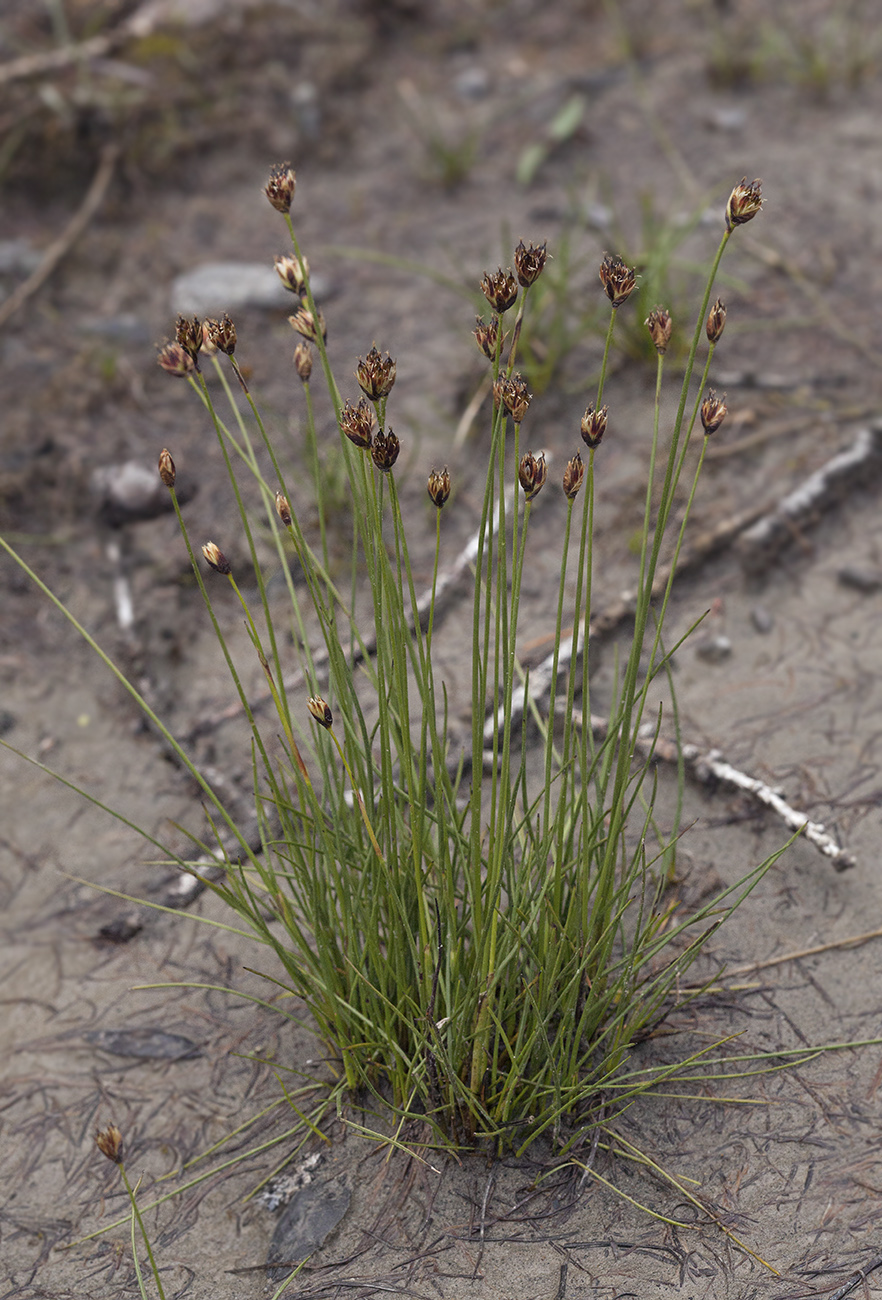 Изображение особи Juncus triglumis.