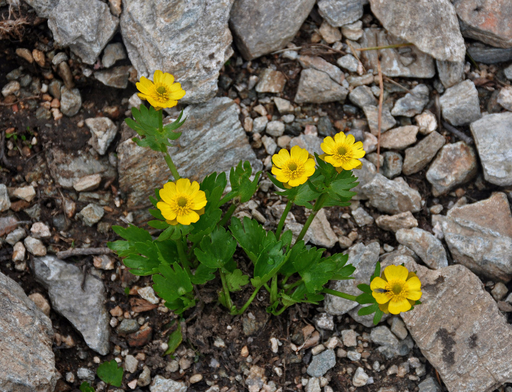 Изображение особи Ranunculus altaicus.