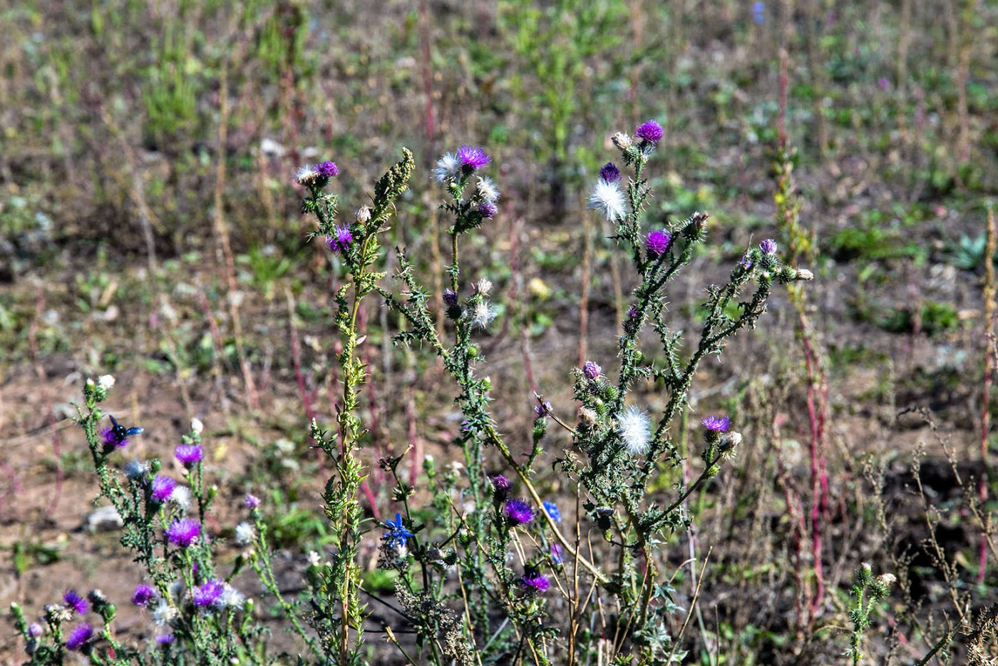 Изображение особи Carduus acanthoides.