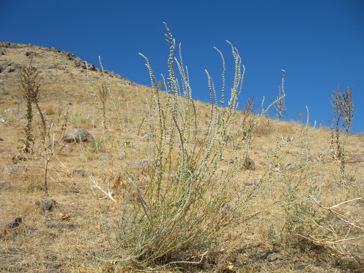 Image of Bassia tianschanica specimen.