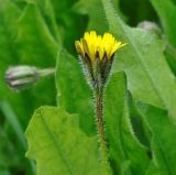 Leontodon tuberosus