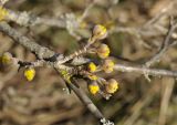 Cornus mas