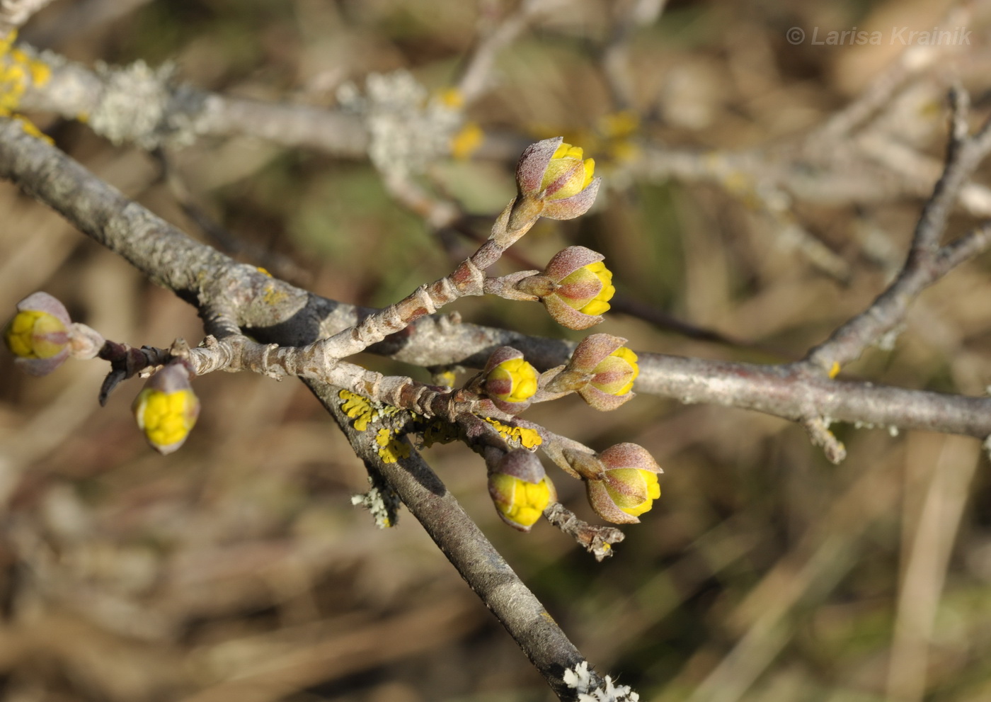 Изображение особи Cornus mas.