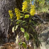Solidago virgaurea ssp. caucasica