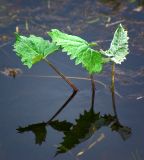 Petasites frigidus