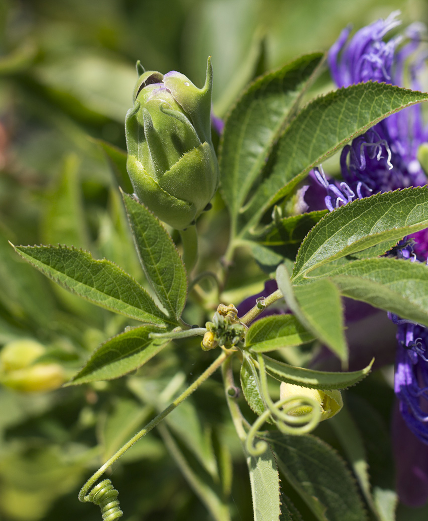 Изображение особи Passiflora edulis.