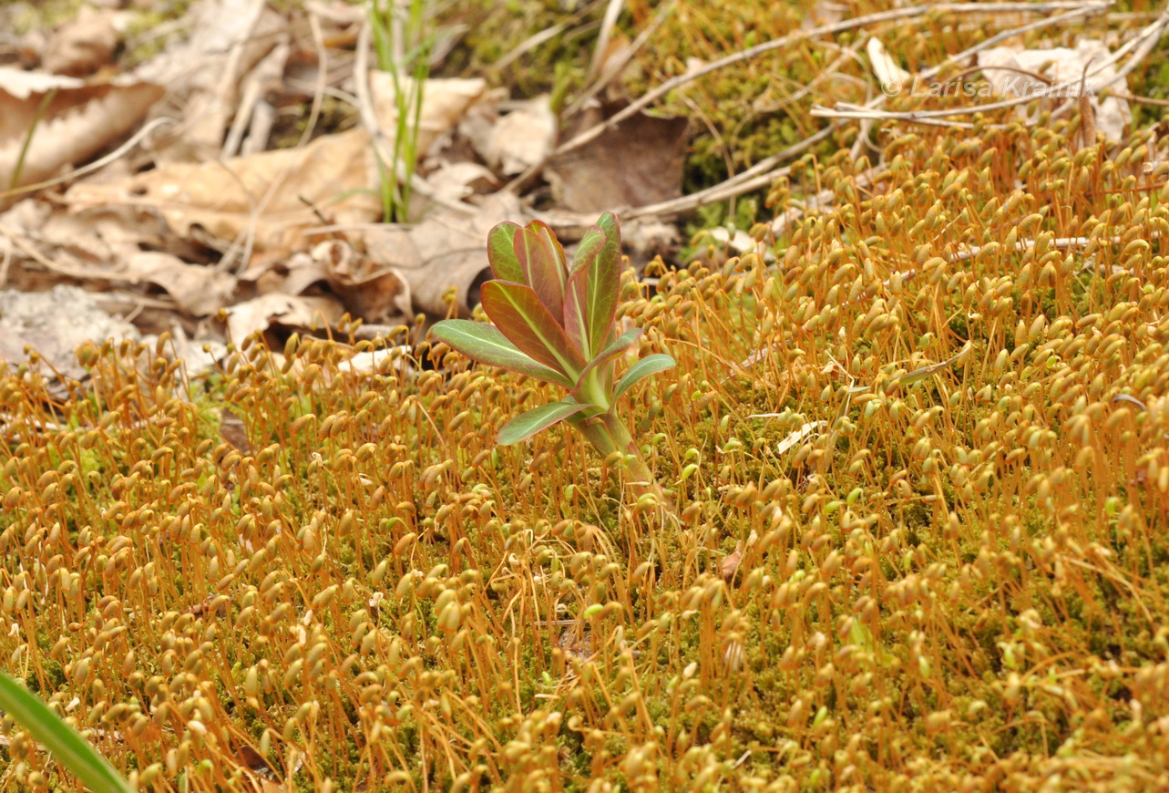 Image of Euphorbia komaroviana specimen.