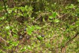 Cotoneaster lucidus