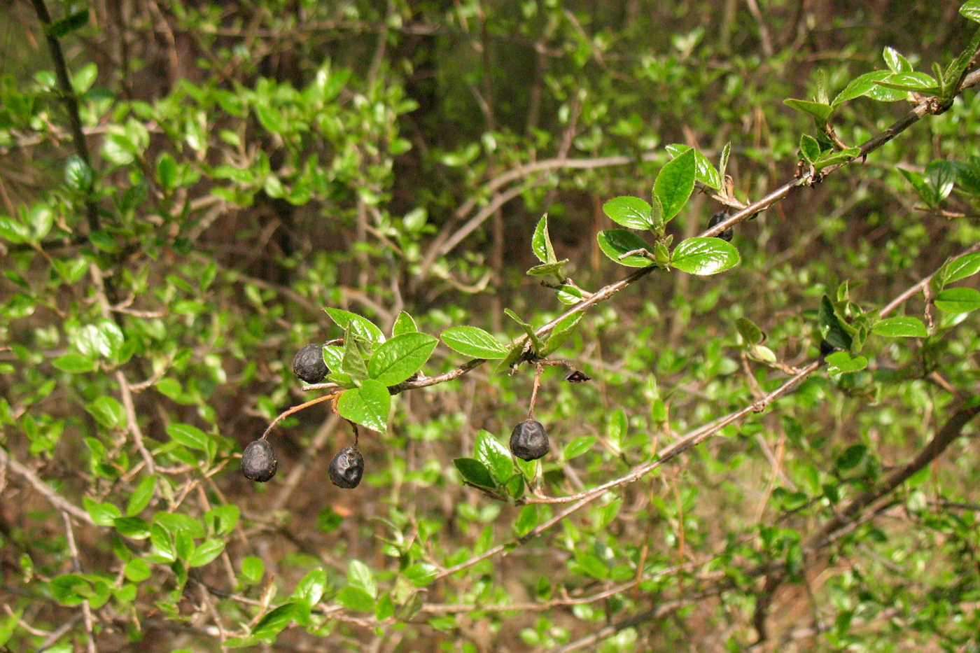 Image of Cotoneaster lucidus specimen.