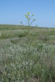 Sisymbrium altissimum