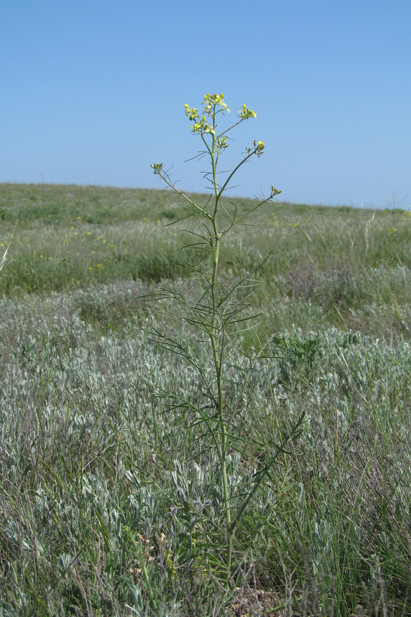 Image of Sisymbrium altissimum specimen.