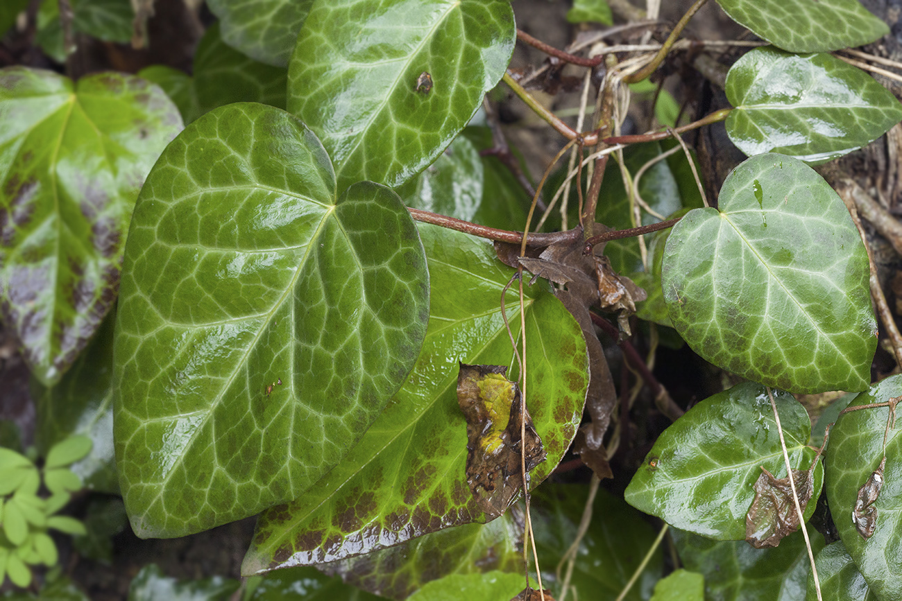 Image of Hedera colchica specimen.