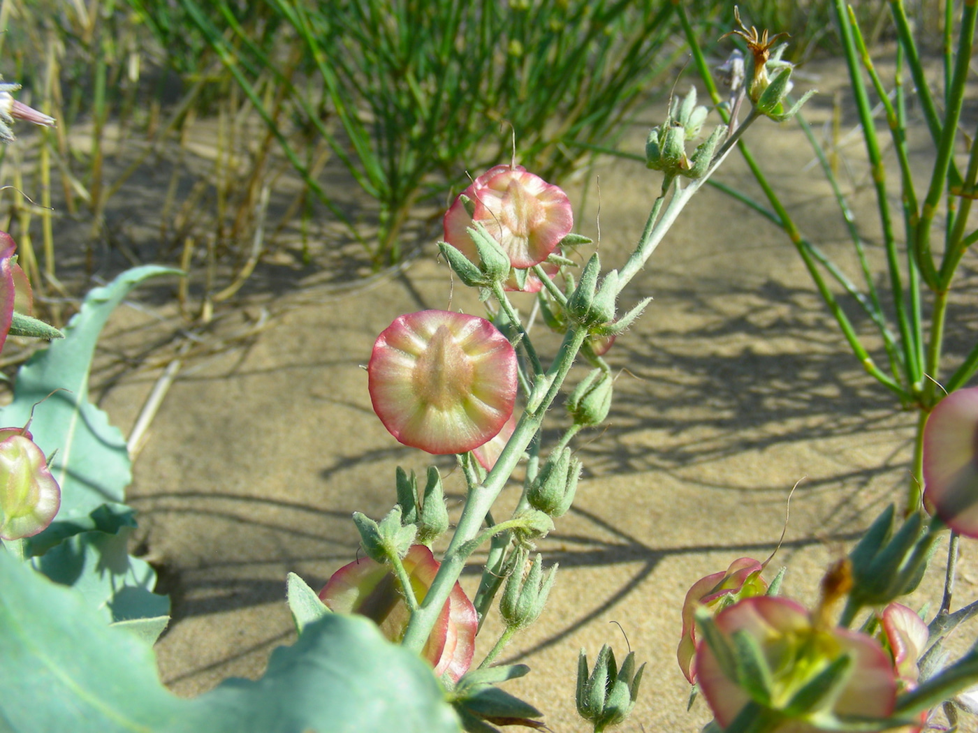 Изображение особи Rindera tetraspis.